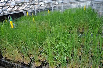 Genetic Mapping of Quantitative Trait Loci for Grain Yield under Drought in Rice under Controlled Greenhouse Conditions